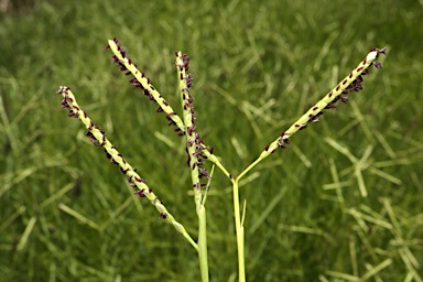APII jpeg image of Paspalum vaginatum  © contact APII