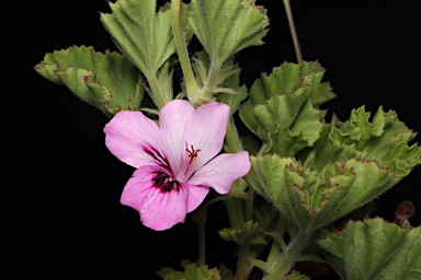 APII jpeg image of Pelargonium x domesticum  © contact APII
