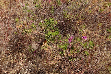 APII jpeg image of Pelargonium x domesticum  © contact APII