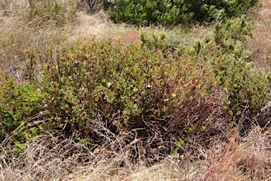APII jpeg image of Pelargonium x domesticum  © contact APII