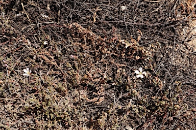 APII jpeg image of Frankenia pauciflora  © contact APII