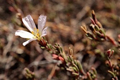 APII jpeg image of Frankenia pauciflora  © contact APII