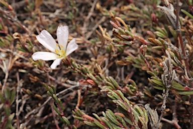 APII jpeg image of Frankenia pauciflora  © contact APII