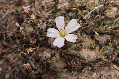 APII jpeg image of Frankenia pauciflora  © contact APII