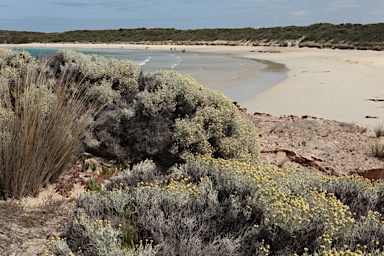 APII jpeg image of Leucophyta brownii  © contact APII