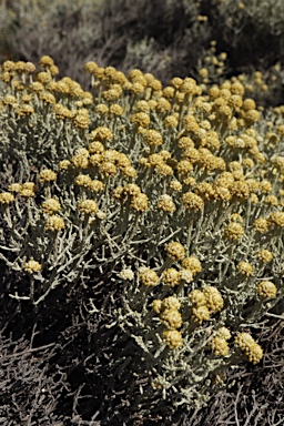 APII jpeg image of Leucophyta brownii  © contact APII