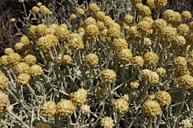 APII jpeg image of Leucophyta brownii  © contact APII