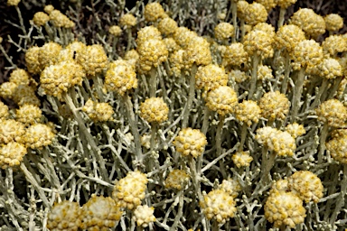 APII jpeg image of Leucophyta brownii  © contact APII