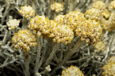 APII jpeg image of Leucophyta brownii  © contact APII