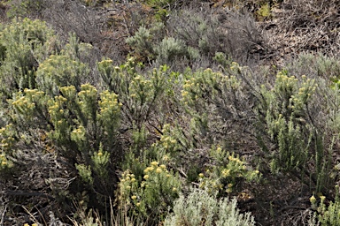 APII jpeg image of Ozothamnus turbinatus  © contact APII
