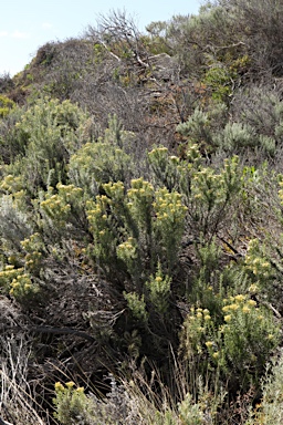 APII jpeg image of Ozothamnus turbinatus  © contact APII