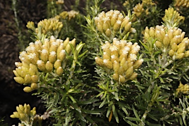 APII jpeg image of Ozothamnus turbinatus  © contact APII