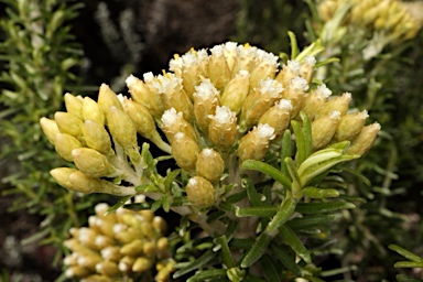 APII jpeg image of Ozothamnus turbinatus  © contact APII