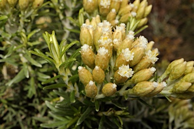 APII jpeg image of Ozothamnus turbinatus  © contact APII