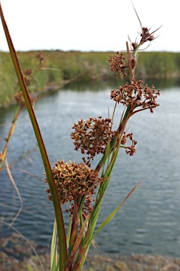 APII jpeg image of Cladium procerum  © contact APII