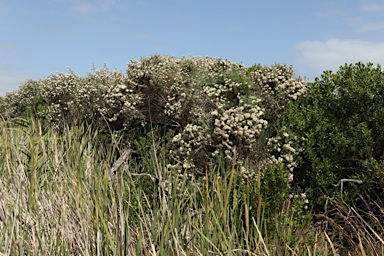APII jpeg image of Ozothamnus ferrugineus  © contact APII