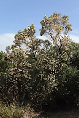 APII jpeg image of Ozothamnus ferrugineus  © contact APII