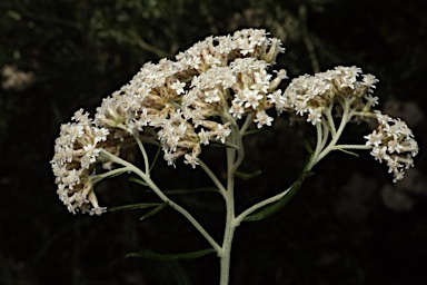 APII jpeg image of Ozothamnus ferrugineus  © contact APII