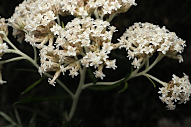 APII jpeg image of Ozothamnus ferrugineus  © contact APII