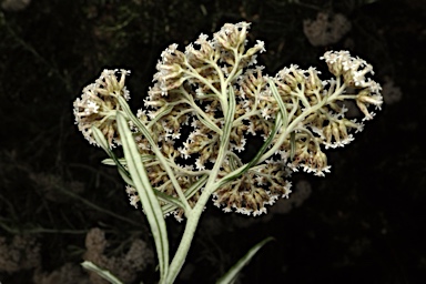 APII jpeg image of Ozothamnus ferrugineus  © contact APII