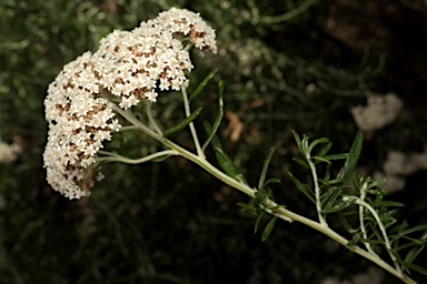 APII jpeg image of Ozothamnus ferrugineus  © contact APII