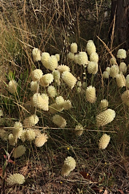 APII jpeg image of Ptilotus macrocephalus  © contact APII