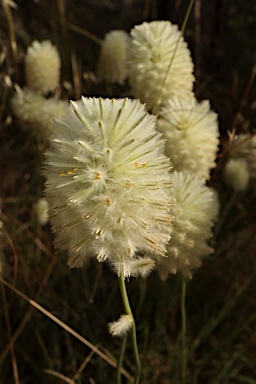APII jpeg image of Ptilotus macrocephalus  © contact APII