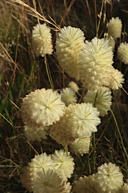 APII jpeg image of Ptilotus macrocephalus  © contact APII