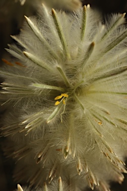 APII jpeg image of Ptilotus macrocephalus  © contact APII