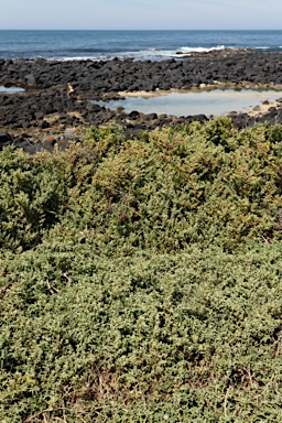 APII jpeg image of Aizoon pubescens  © contact APII