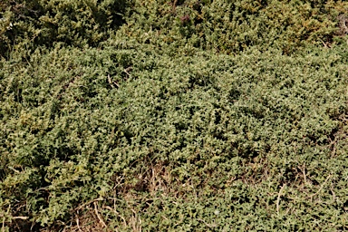 APII jpeg image of Aizoon pubescens  © contact APII