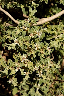 APII jpeg image of Aizoon pubescens  © contact APII