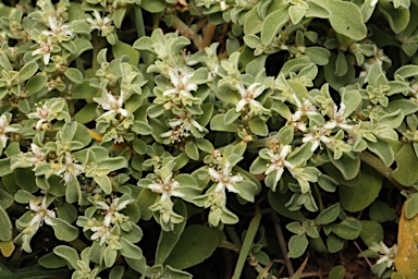 APII jpeg image of Aizoon pubescens  © contact APII