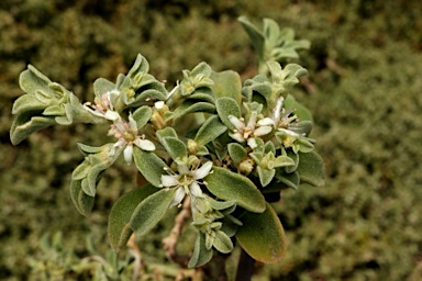 APII jpeg image of Aizoon pubescens  © contact APII