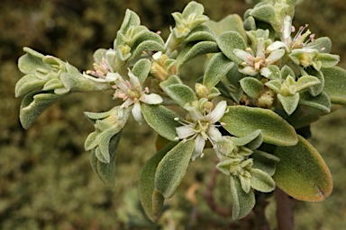 APII jpeg image of Aizoon pubescens  © contact APII