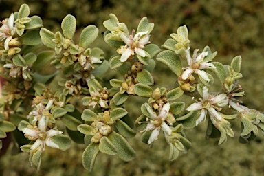 APII jpeg image of Aizoon pubescens  © contact APII