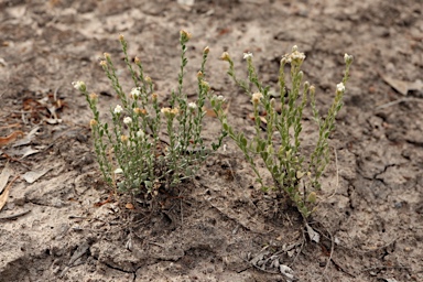 APII jpeg image of Cressa australis  © contact APII