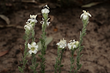 APII jpeg image of Cressa australis  © contact APII