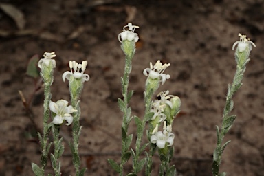 APII jpeg image of Cressa australis  © contact APII