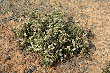 APII jpeg image of Cressa australis  © contact APII