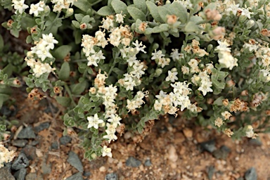 APII jpeg image of Cressa australis  © contact APII