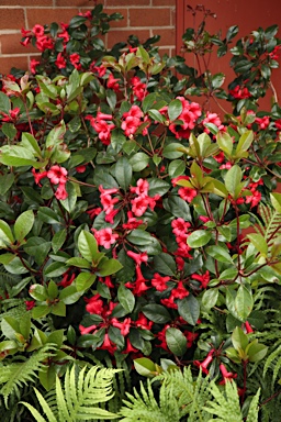 APII jpeg image of Rhododendron viriosum  © contact APII