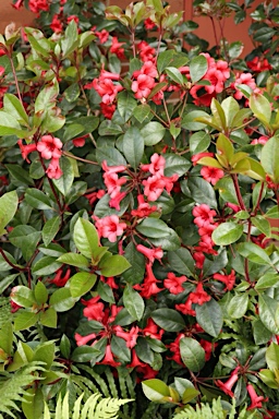 APII jpeg image of Rhododendron viriosum  © contact APII