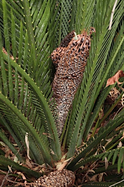 APII jpeg image of Macrozamia johnsonii  © contact APII