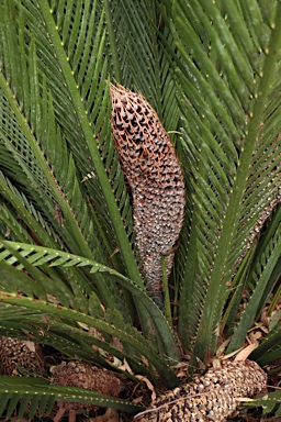 APII jpeg image of Macrozamia johnsonii  © contact APII