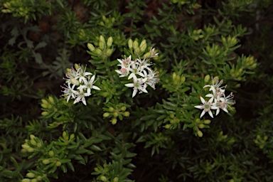 APII jpeg image of Leionema westonii  © contact APII