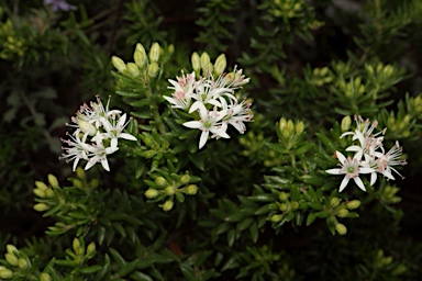 APII jpeg image of Leionema westonii  © contact APII