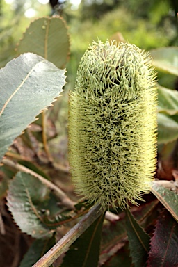 APII jpeg image of Banksia robur  © contact APII