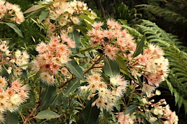 APII jpeg image of Corymbia ficifolia 'Salmon Mousse'  © contact APII