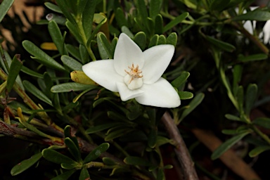 APII jpeg image of Crowea exalata 'White Star'  © contact APII